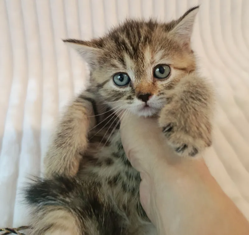 Продается котенок шотландский, страйт.Девочка. — фото 1