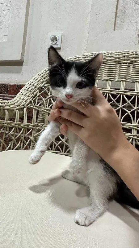 Котята. Mushukchalar 1
