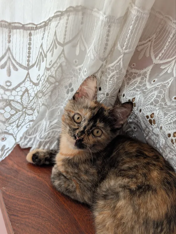 Ласковый котенок | Mehribon mushukcha 3 Ласковый котенок | Mehribon mushukcha 3