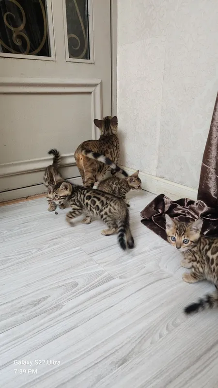 Bengal F1 4 dev 1 molchik 4