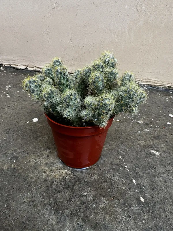 Кактус Mammillaria elongata — фото 1