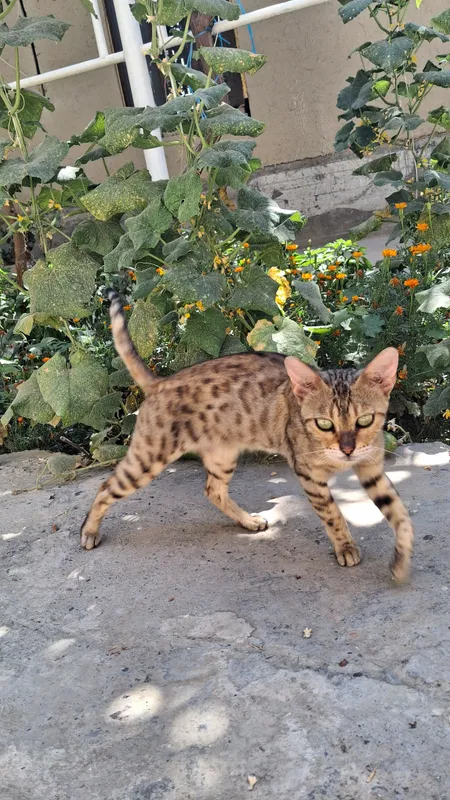 bengal zotli mushuk 2 bengal zotli mushuk 2