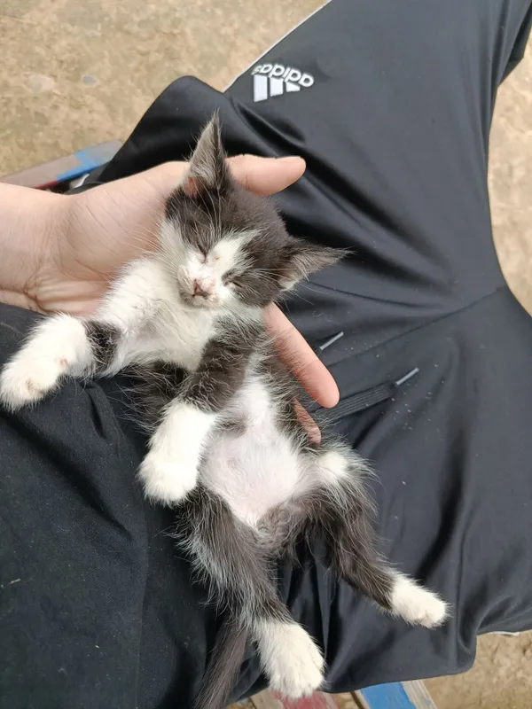 Кошка маленькая примерно 1.5 месяца отдам даром — фото 1 Кошка маленькая примерно 1.5 месяца отдам даром — фото 1