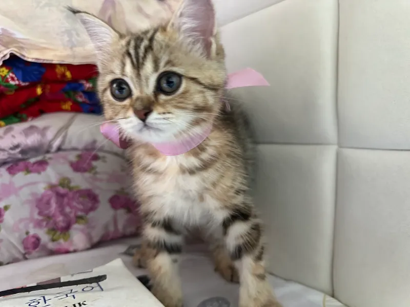 Кошка 1 Кошка 1
