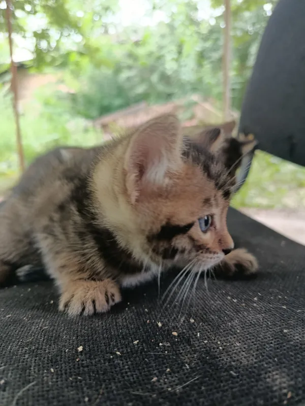 Бенгальские кот с 3 Бенгальские кот с 3