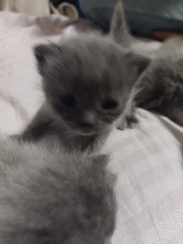 Scottish fold 6 ta bolalari qiz oʻgʻil aralash , 10 mayda tugʻilgan 3 Scottish fold 6 ta bolalari qiz oʻgʻil aralash , 10 mayda tugʻilgan 3