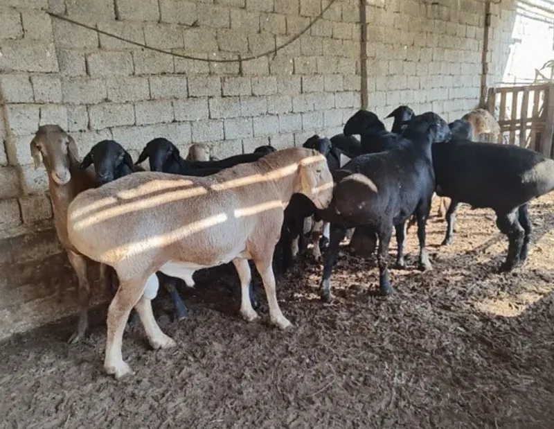Qurbonlikka qo’y, qo’chqor, buqa, kelishilgan narxda