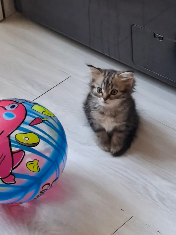 zotli mushuk shirshila 3 zotli mushuk shirshila 3