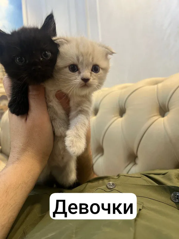 Продаются котята Scottish Fold и Straight 2