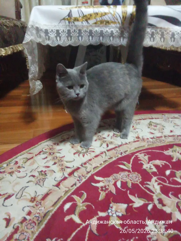 виритан мушугимиз сотилади киз бола тоза зот ким о