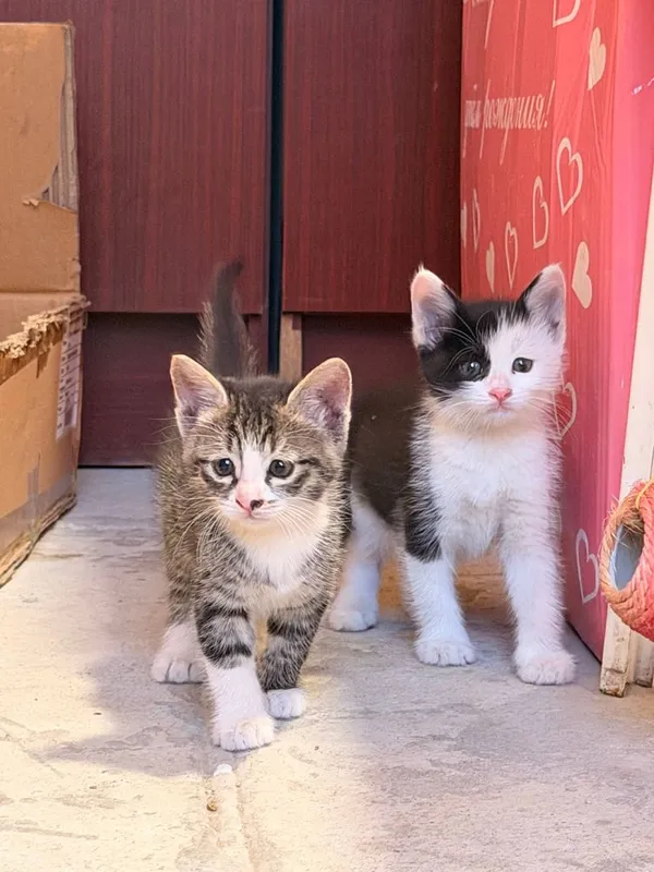 Котятки в добрые руки 1 Котятки в добрые руки 1