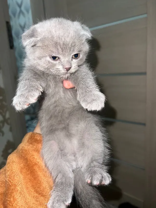 Британские котята — фото 4