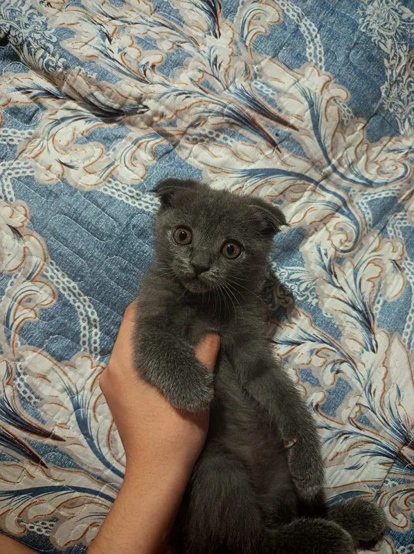 Продам котят 1 Продам котят 1