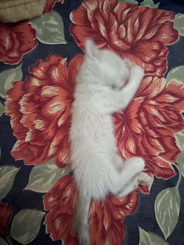 Отдадим котят в хорошие и добрые руки 3