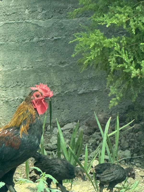 Yapon tovuq 2ta tovuq 11ta jo’ja 1ta xo’roz bor 6