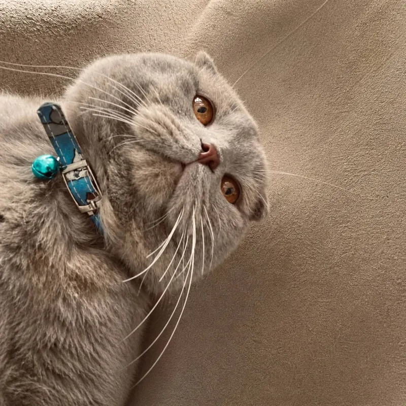 Кошка скотиш фолд 3 Кошка скотиш фолд 3