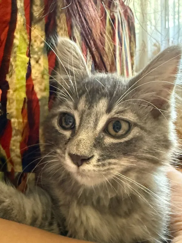 кошка 2