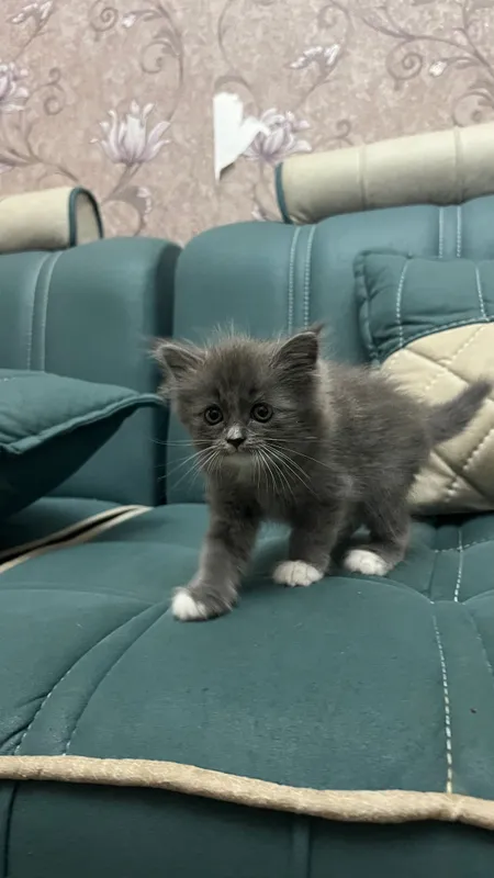 Продаются котята скоттиш страйт 6