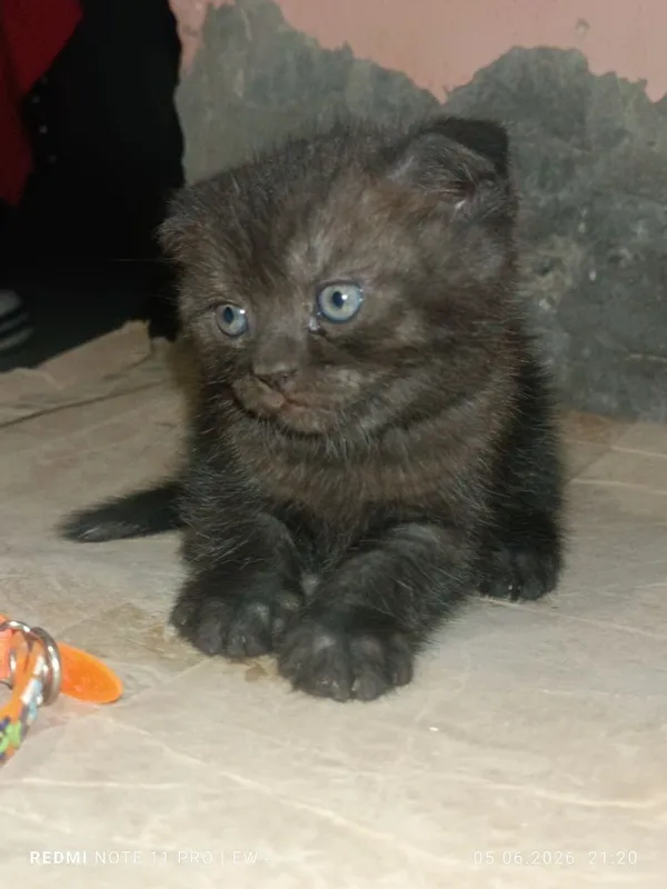 Пародистые котята — фото 2