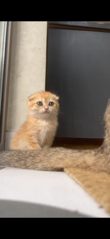 zalatistaya shinshilla tabby qiz bola mushuk 5