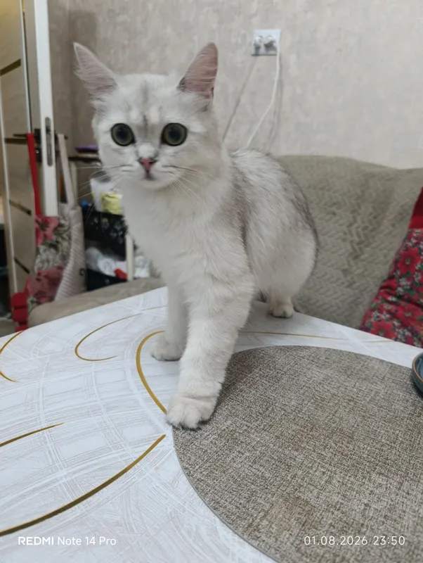 Mushuk British Shorthair zotdor 1 Mushuk British Shorthair zotdor 1