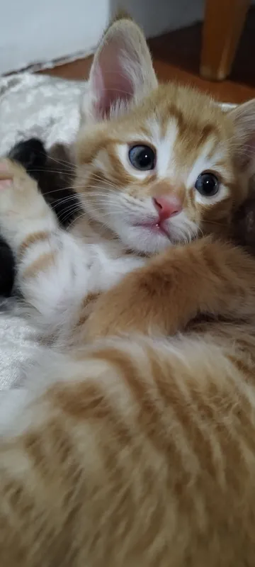 Кошку Отдам в хорошие руки  бесплатно 2