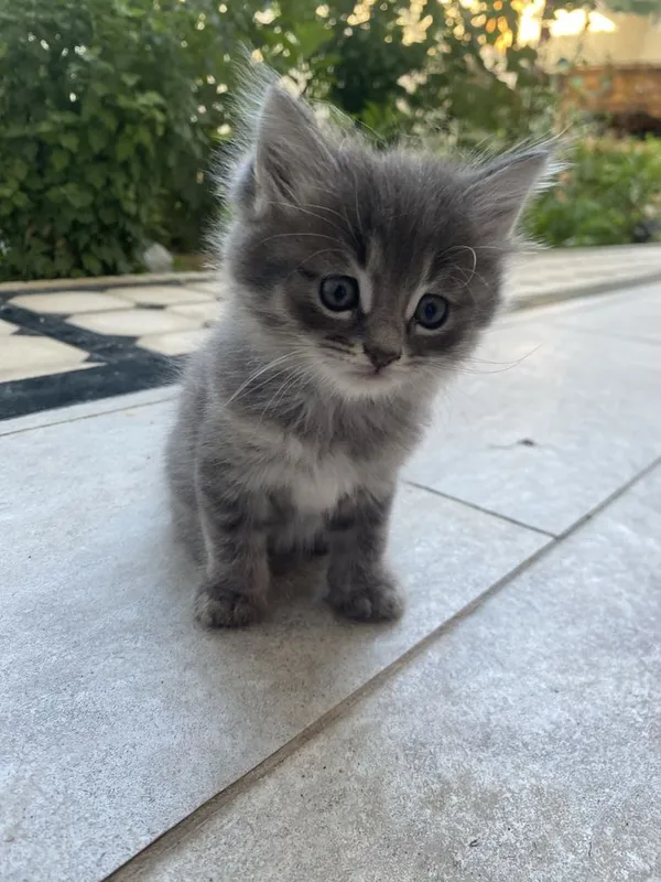 Кошка продоётся 3