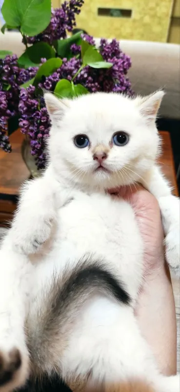 Продаются шикарные котята скотиш фолд и скотиш страйт — фото 6