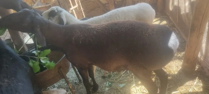 Хисори кочкор сотилади 4