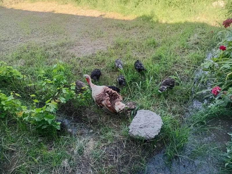 Juda bolasiga mexribon ona kurka bor. 7