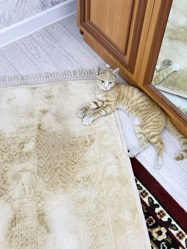 Кот отдам в хорошие руки 1 Кот отдам в хорошие руки 1