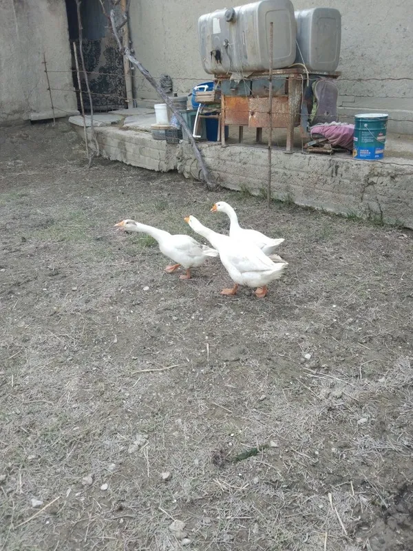 Ĝozlar sotiladi. 3 Ĝozlar sotiladi. 3