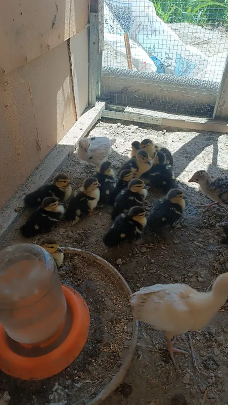Indautka jöjalrı sotıladı. 3 kunlık. 35 mingdan — фото 3