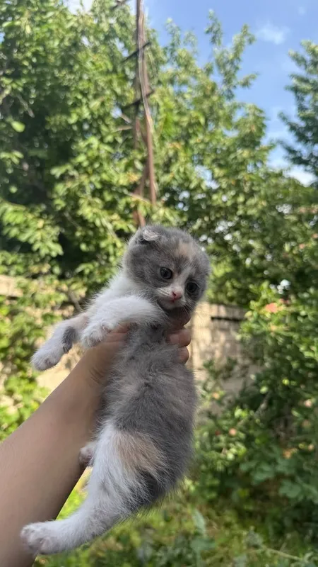 Продаётся котята вислоухие — фото 3
