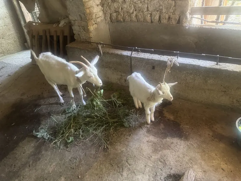 Эчки казёл занински 3