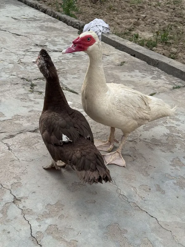Indutkalar sotiladi hamyon bop narxlarda — фото 1
