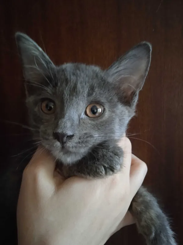 Красивые котята -девочки, 3 месяца. — фото 1