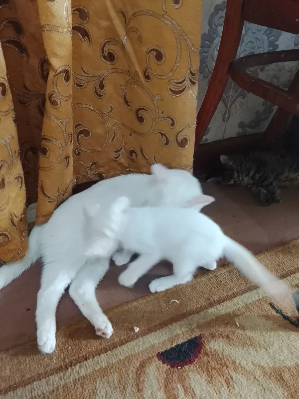 Продаются котята 6 Продаются котята 6