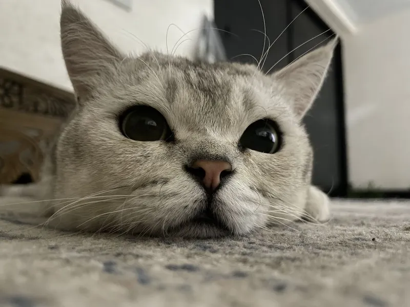 Продается кот, Серибристая Шиншилла — фото 3