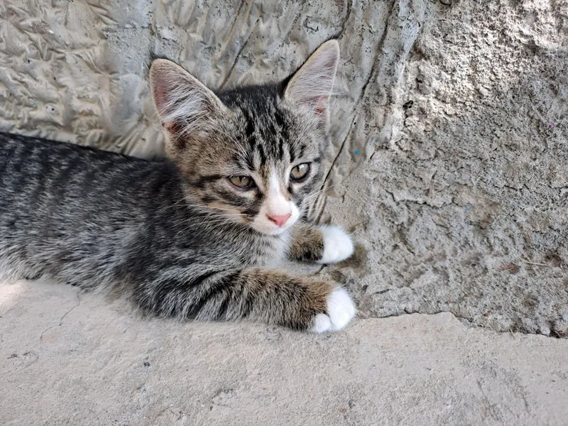 Котята 4 месяца в ответственные руки