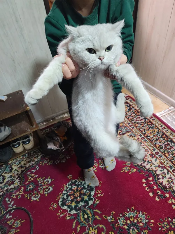 Срочна сотилади qapaslari bilan beriladi Тоза британиский шин шила — фото 1