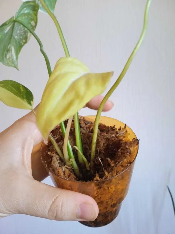 Продается филодендрон глориозум (Philodendron Gloriosum. Редкий вар) 1