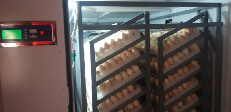 5 000 talik inkubatr sotiladi 2 5 000 talik inkubatr sotiladi 2
