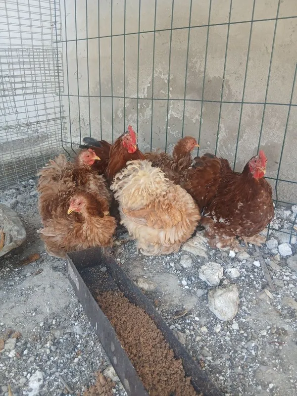 Kox choynak yapon tovuq