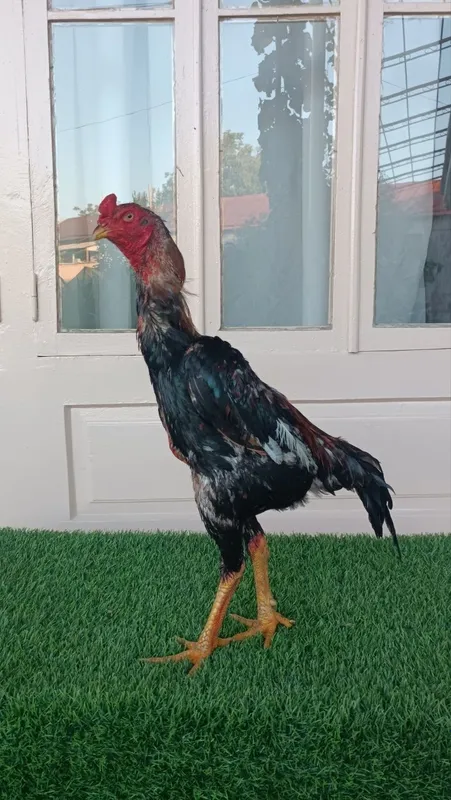 Dakan xoroz sotiladi 3