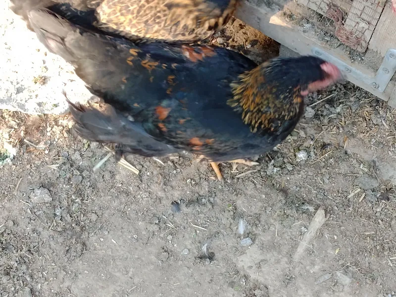 hashaki tovuq 6ta 2 hashaki tovuq 6ta 2