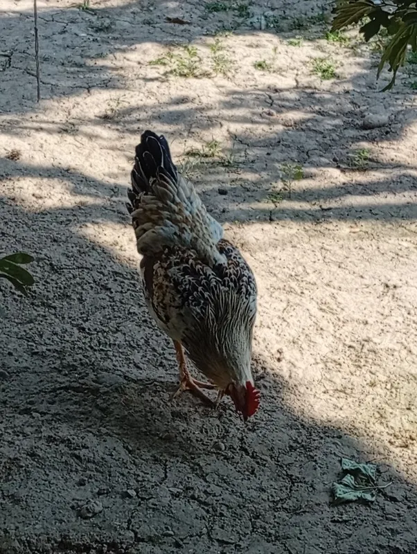 Horozlar sotiladi 6 oylik 4 Horozlar sotiladi 6 oylik 4