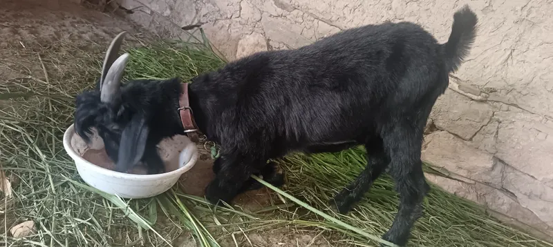 Echkilar sotiladi xolati juda zur 2 Echkilar sotiladi xolati juda zur 2
