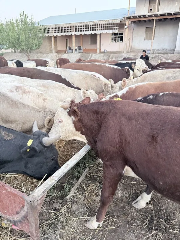 Mol buqa мол бука быки 5 Mol buqa мол бука быки 5