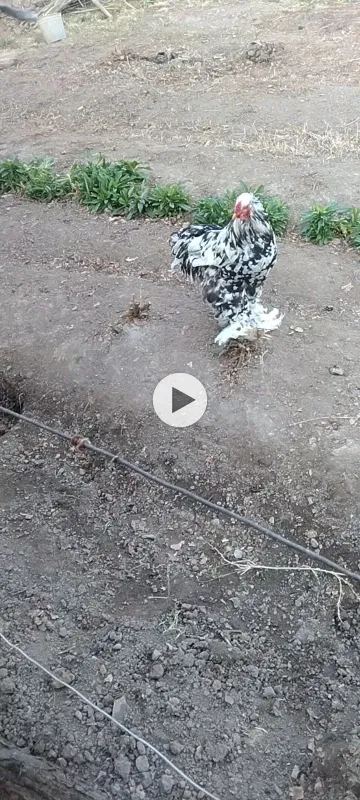 Brama tuxumlariga zakas olaman Toshkent